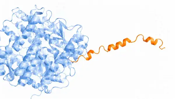 BPC-157 fragment isolated from parent protein 